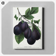 2-13_Botanical-Specimen-Plates_canvas
