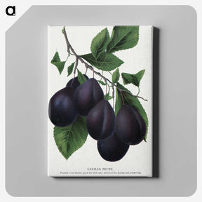 2-13_Botanical-Specimen-Plates_canvas
