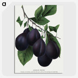 2-13_Botanical-Specimen-Plates_picture-crop