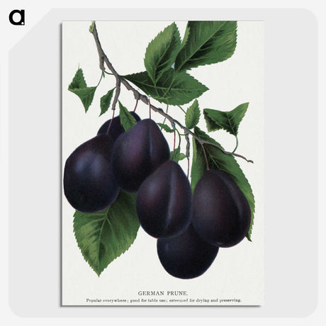 2-13_Botanical-Specimen-Plates_picture-crop