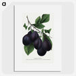 2-13_Botanical-Specimen-Plates_picture