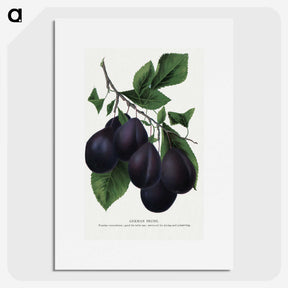 2-13_Botanical-Specimen-Plates_picture