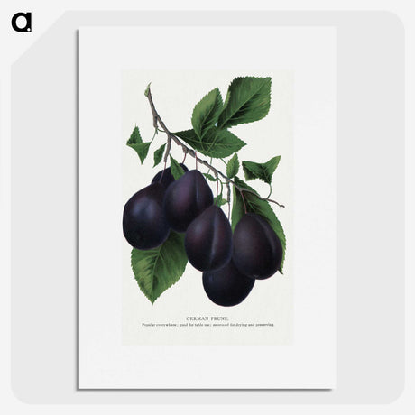 2-13_Botanical-Specimen-Plates_picture