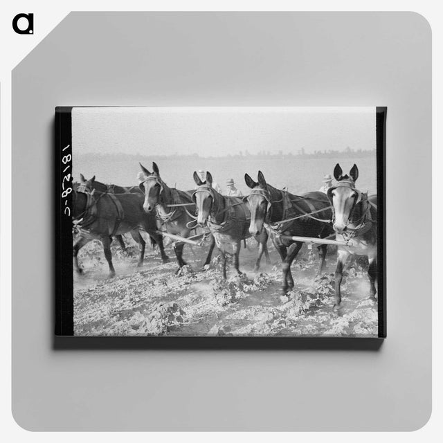 2-13_Dorothea-Lange_canvas