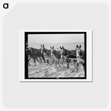 2-13_Dorothea-Lange_hagaki