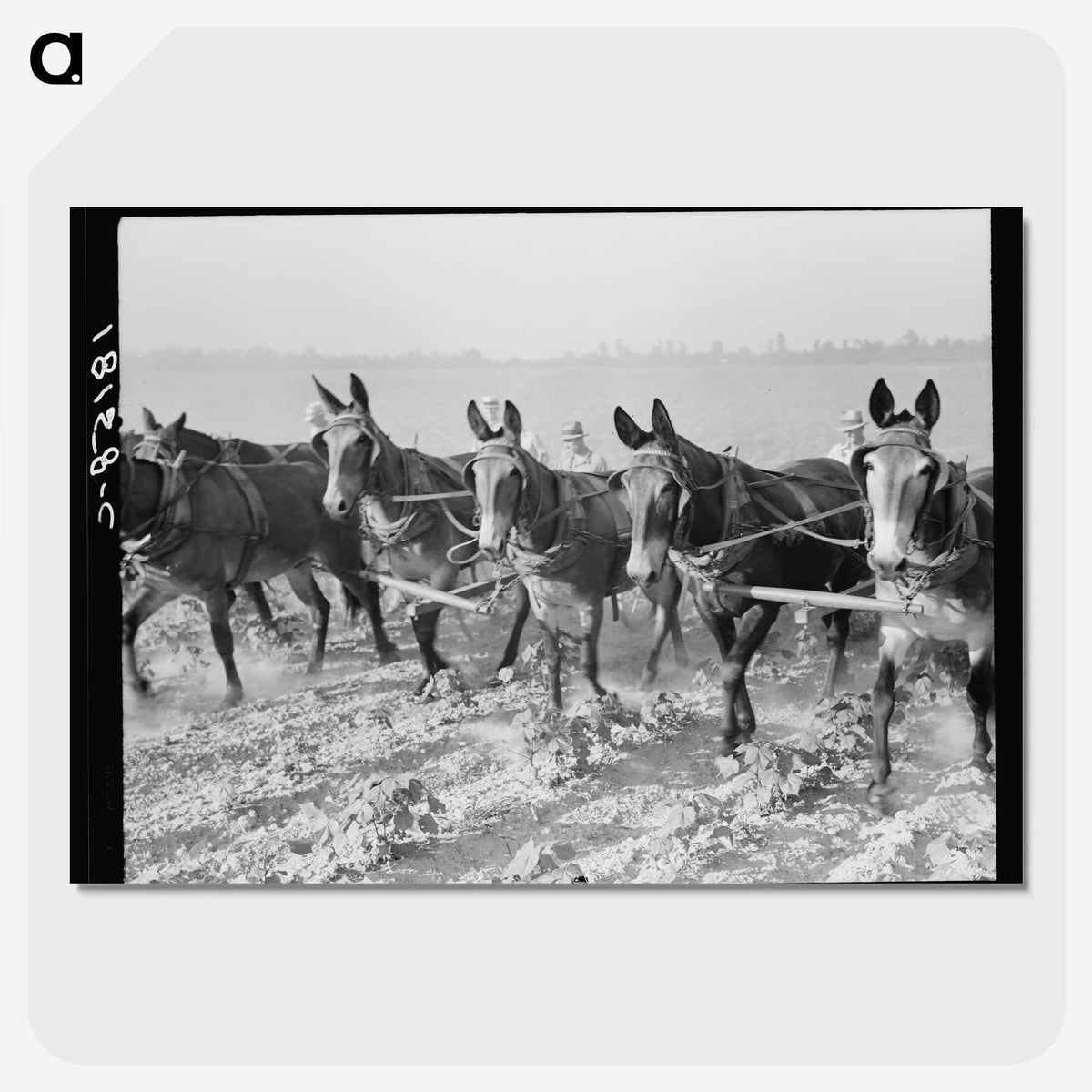 2-13_Dorothea-Lange_picture-crop