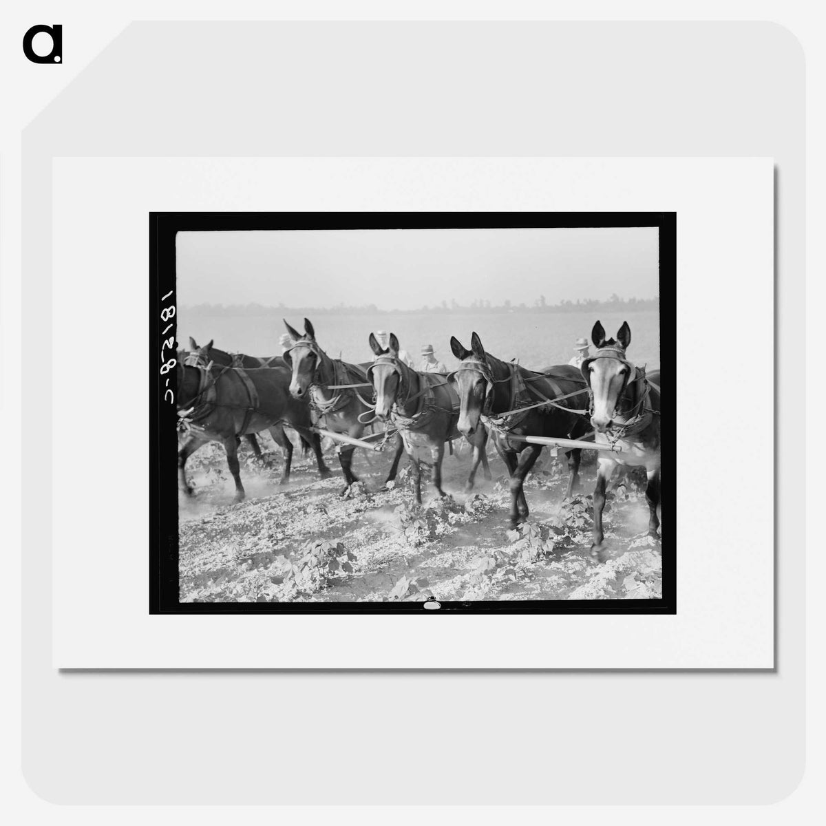 2-13_Dorothea-Lange_picture