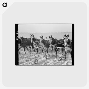 2-13_Dorothea-Lange_postcard