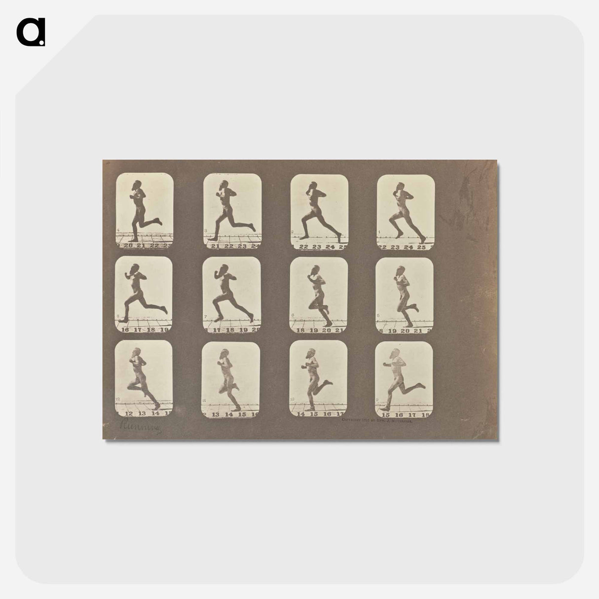 アートポストカード-Male Runner
 - エドワード マイブリッジ Postcard.
