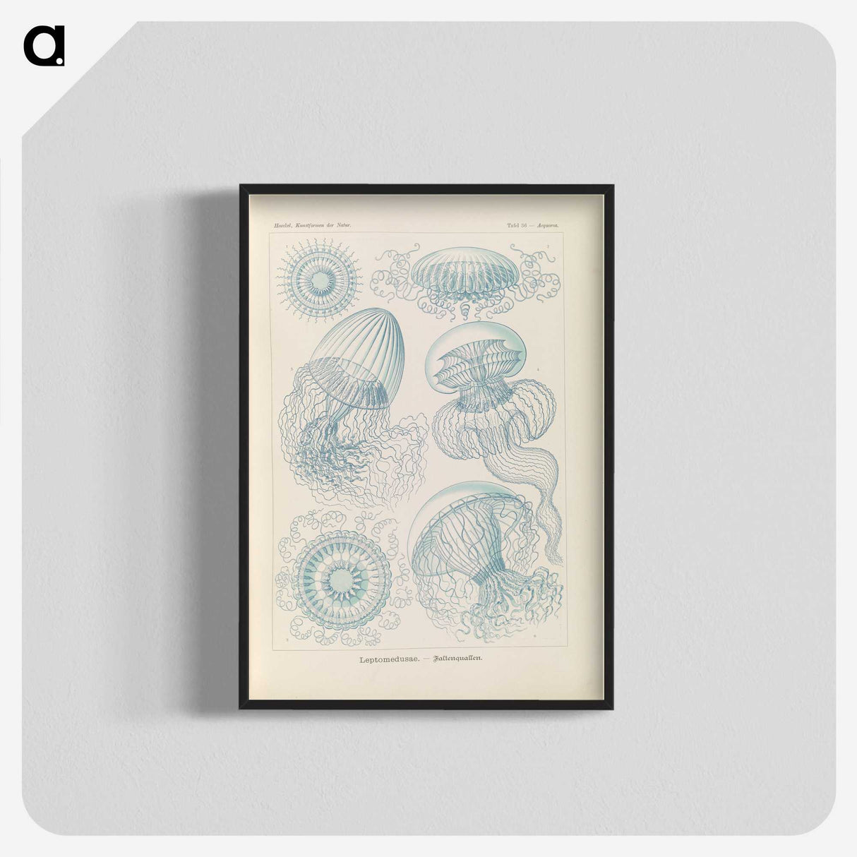 2-13_Ernst-Haeckel_blk-crop