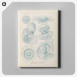 2-13_Ernst-Haeckel_canvas
