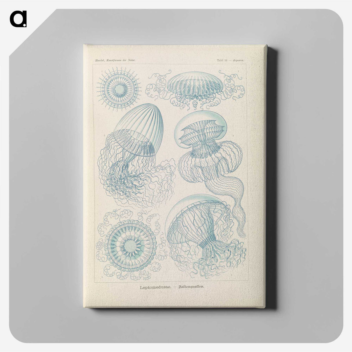 2-13_Ernst-Haeckel_canvas