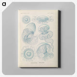2-13_Ernst-Haeckel_canvas