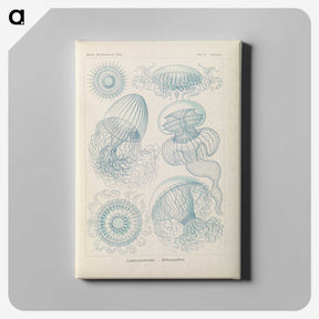 2-13_Ernst-Haeckel_canvas