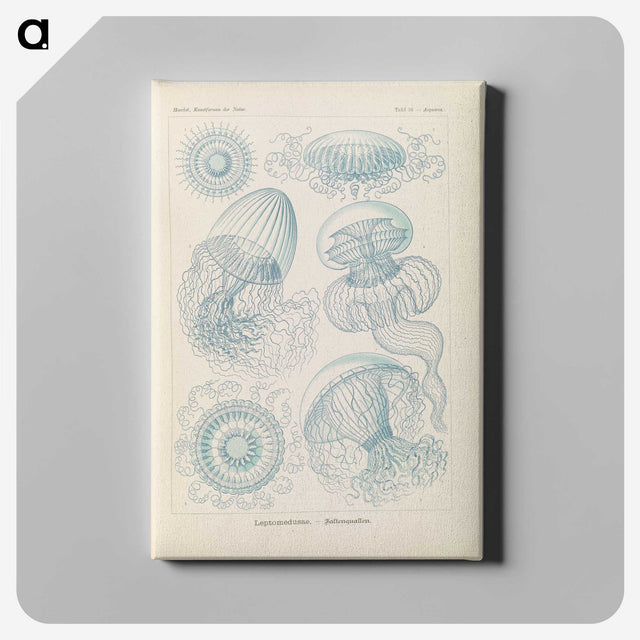 2-13_Ernst-Haeckel_canvas