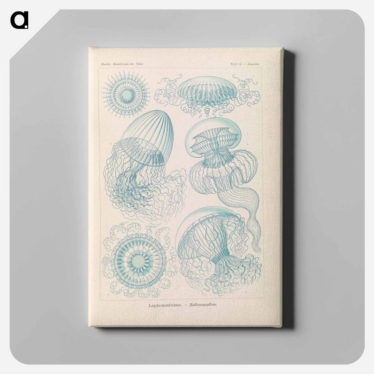 Marine life illustration - エルンスト ヘッケル Canvas.