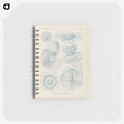 2-13_Ernst-Haeckel_memo