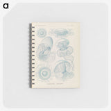 2-13_Ernst-Haeckel_memo