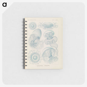 2-13_Ernst-Haeckel_memo