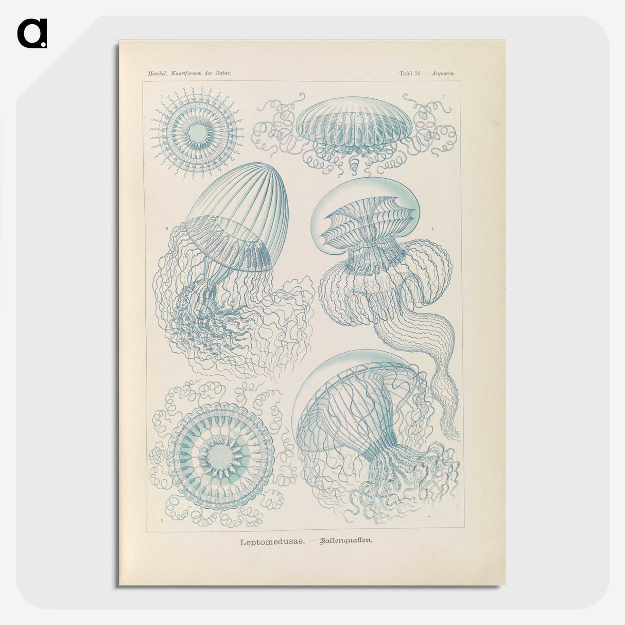 2-13_Ernst-Haeckel_picture-crop