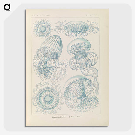 2-13_Ernst-Haeckel_picture-crop