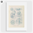2-13_Ernst-Haeckel_picture
