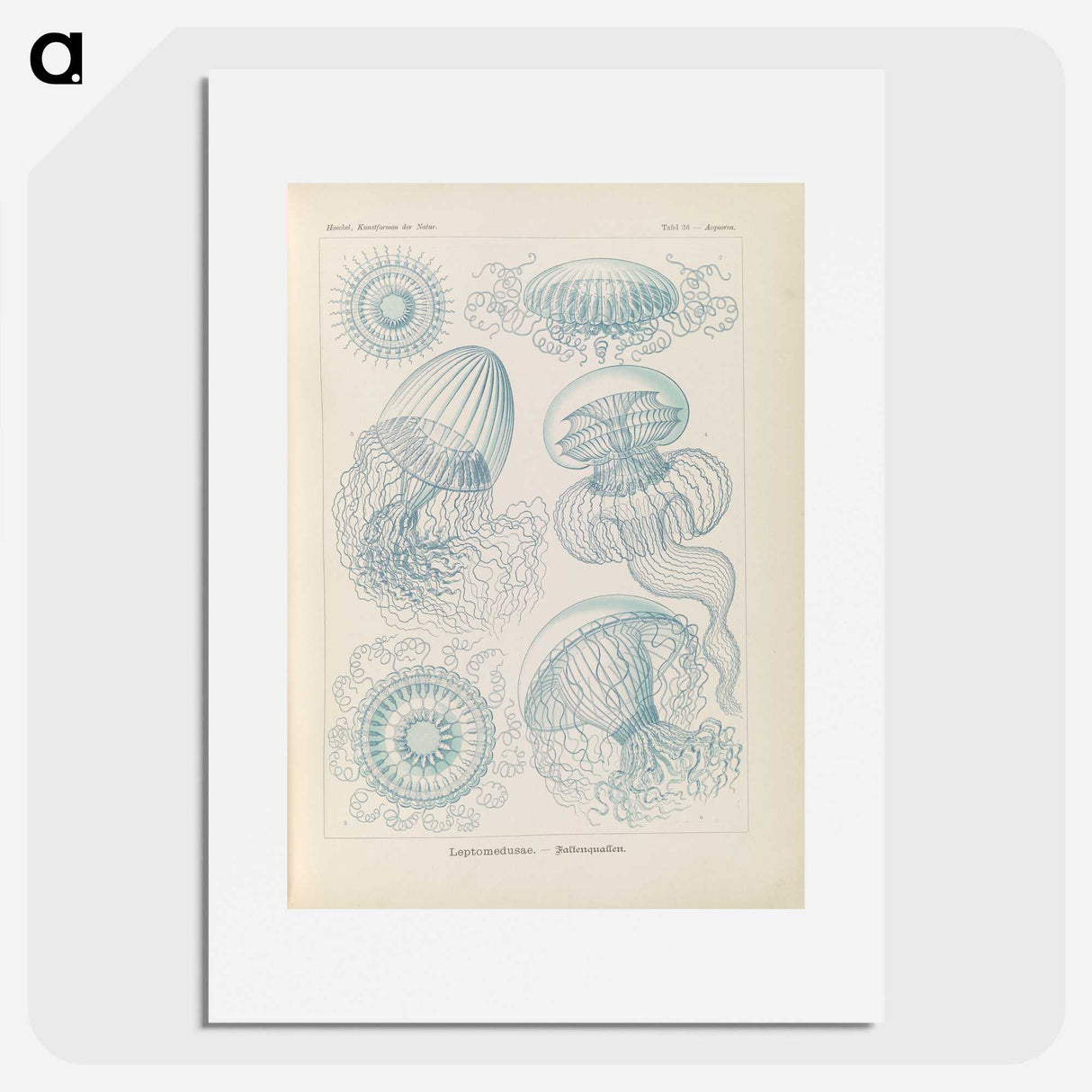 2-13_Ernst-Haeckel_picture