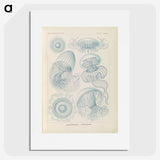 2-13_Ernst-Haeckel_picture