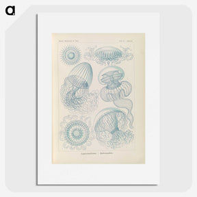 2-13_Ernst-Haeckel_picture