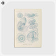 2-13_Ernst-Haeckel_postcard