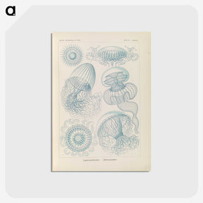 2-13_Ernst-Haeckel_postcard