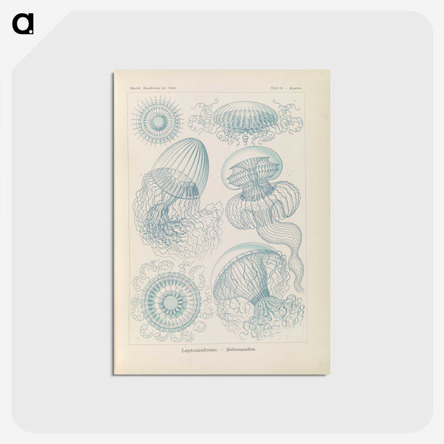 2-13_Ernst-Haeckel_postcard