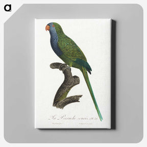 2-13_Francois-Levaillant_canvas