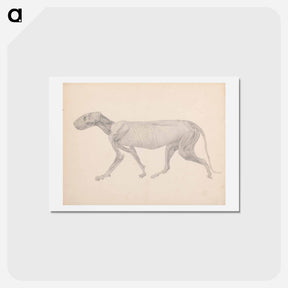 アートポストカード-Tiger Body, Lateral View
 - ジョージ スタッブス Postcard.