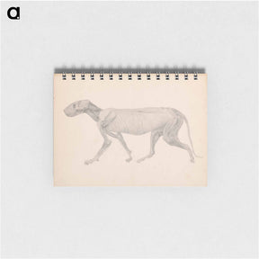アートメモ帳-Tiger Body, Lateral View
 - ジョージ スタッブス Memo.