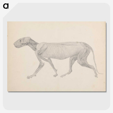 2-13_George-Stubbs_picture-crop