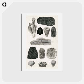 アートポストカード-Fossil Collection
 - ゴールドスミスの生き生きとした自然 Postcard.
