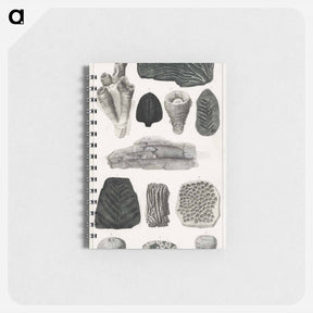アートメモ帳-Fossil Collection
 - ゴールドスミスの生き生きとした自然 Memo.