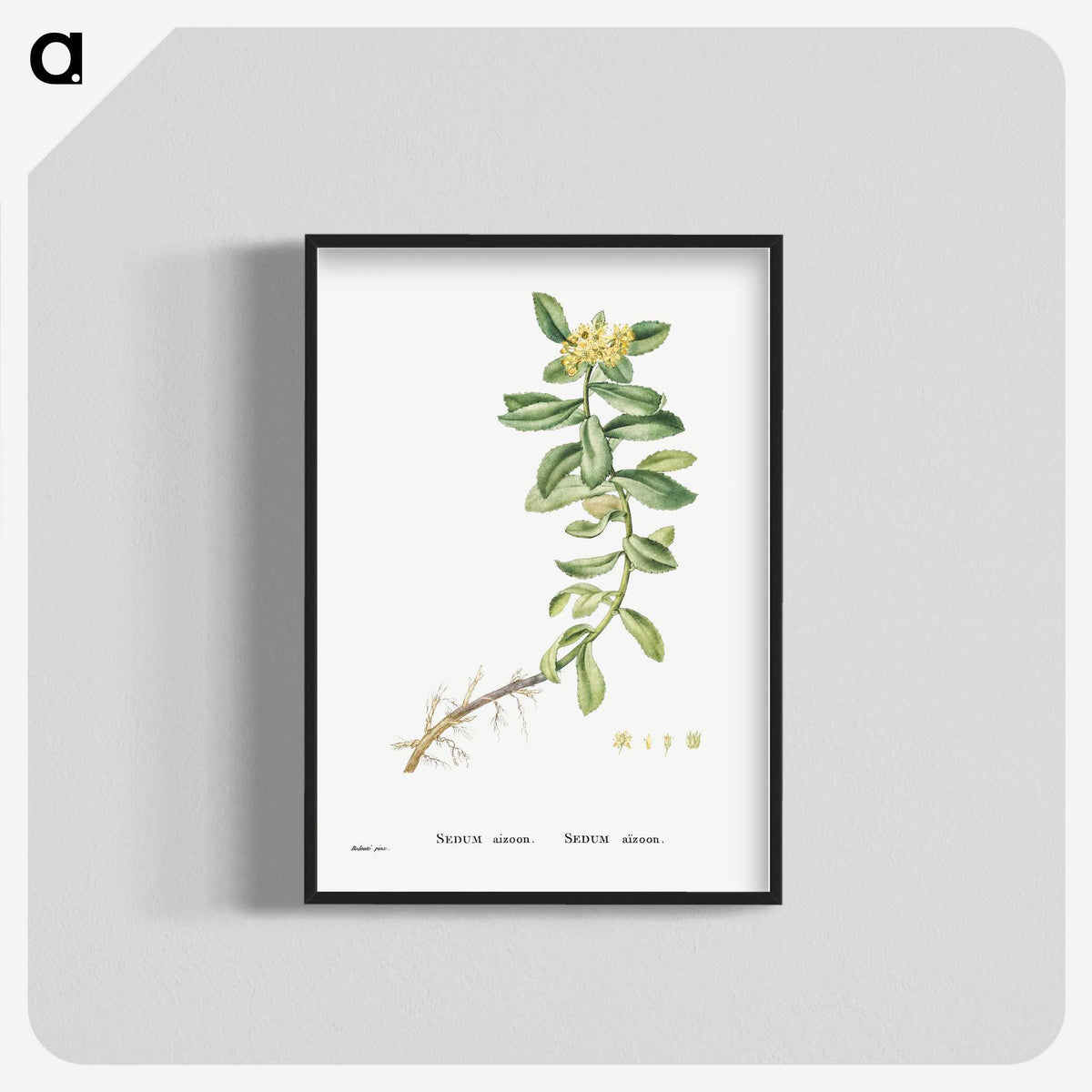 2-13_Histoire-des-Plantes-Grasses_blk-crop