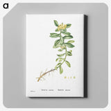 2-13_Histoire-des-Plantes-Grasses_canvas