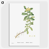 2-13_Histoire-des-Plantes-Grasses_picture-crop