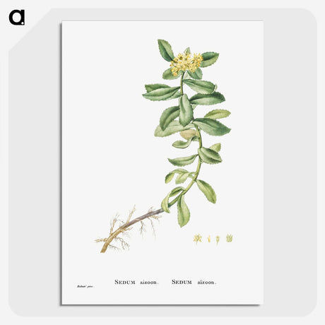2-13_Histoire-des-Plantes-Grasses_picture-crop