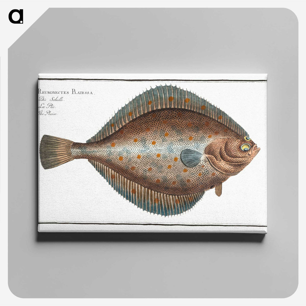 2-13_Ichtyologie-ou-Histoire-naturelle_canvas