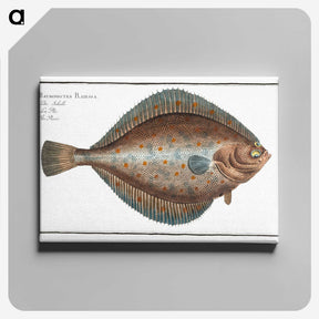 2-13_Ichtyologie-ou-Histoire-naturelle_canvas