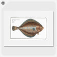 2-13_Ichtyologie-ou-Histoire-naturelle_picture