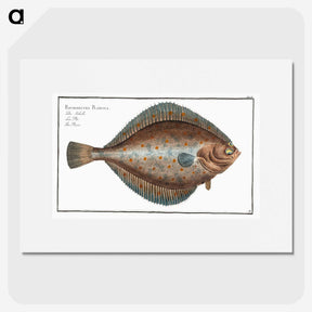2-13_Ichtyologie-ou-Histoire-naturelle_picture