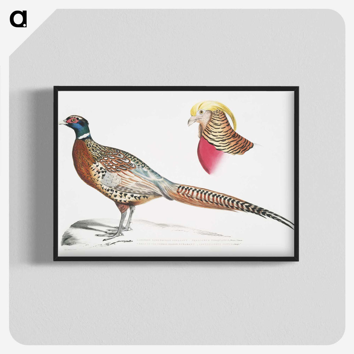 2-13_Indian-Zoology_blk-crop