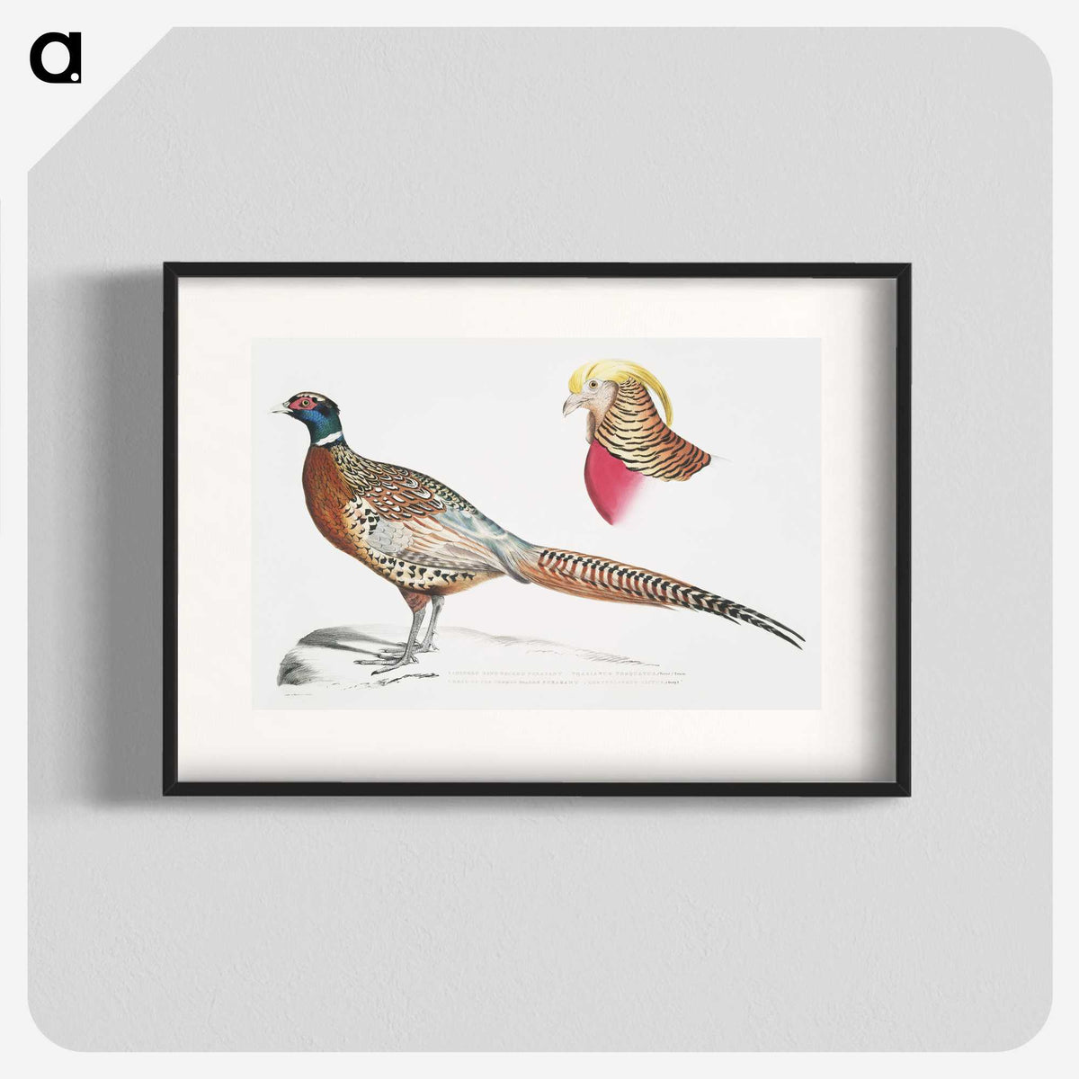2-13_Indian-Zoology_blk