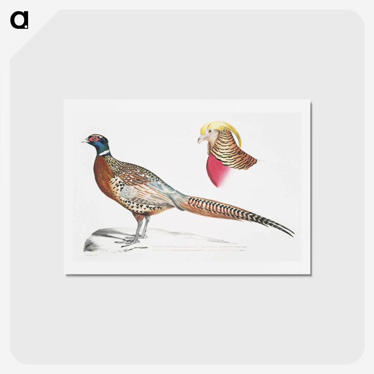 2-13_Indian-Zoology_hagaki