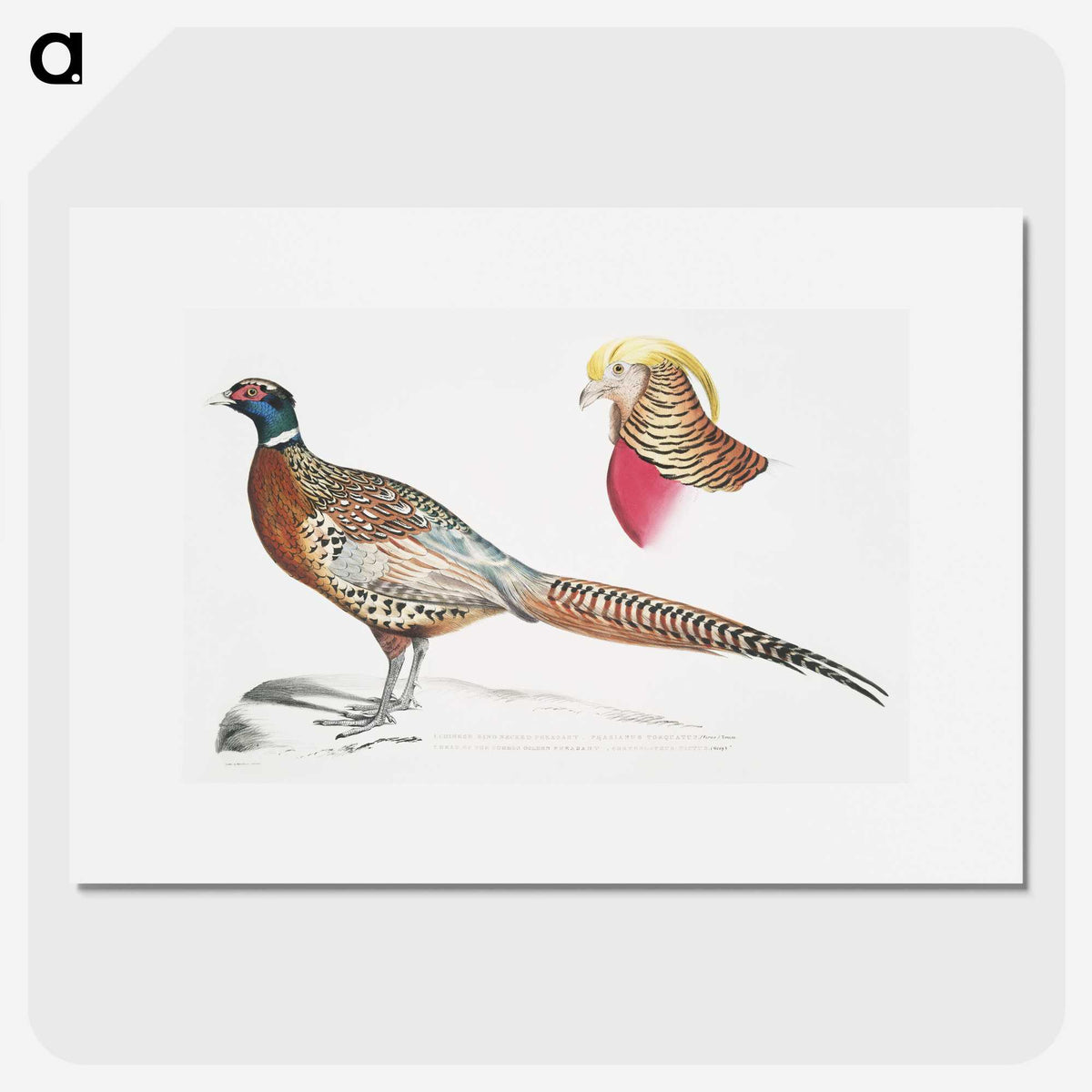 2-13_Indian-Zoology_picture